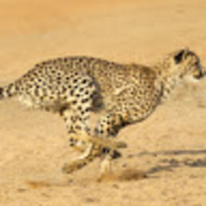 Meet your Posher, Vicente